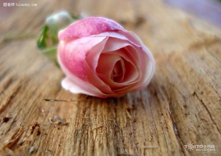 粉玫瑰代表什么意思 粉玫瑰的花语和寓意