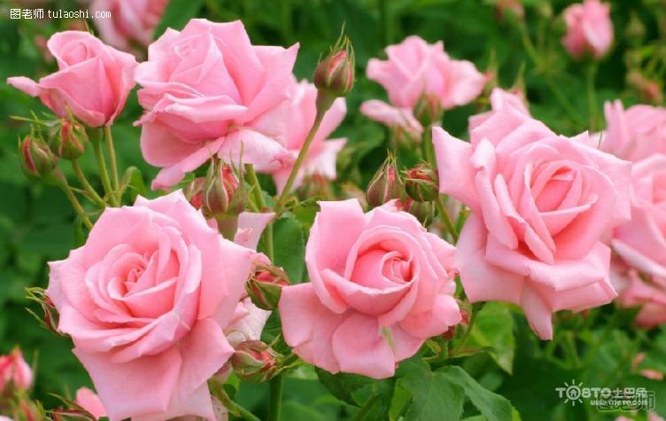 粉玫瑰代表什么意思 粉玫瑰的花语和寓意