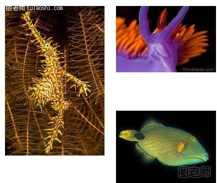 摄影用光知识：水下摄影拍出正确颜色的技巧教程