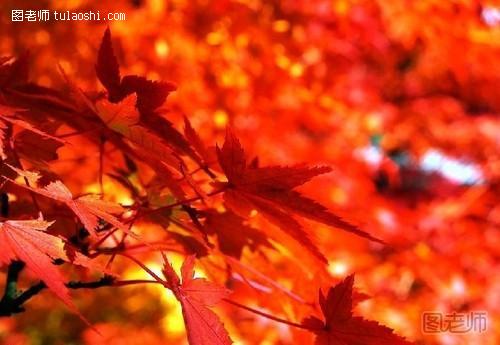 秋日红叶的拍摄技巧漫谈