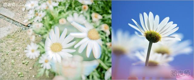 花卉照片