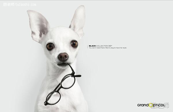 有狗狗参与的创意平面广告