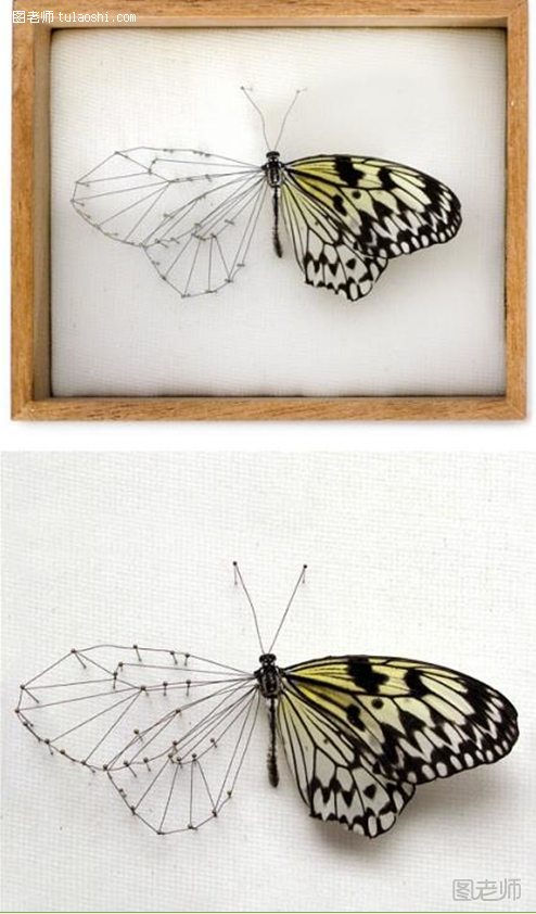 多款精美的蝴蝶元素工艺与LOGO平面设计作品
