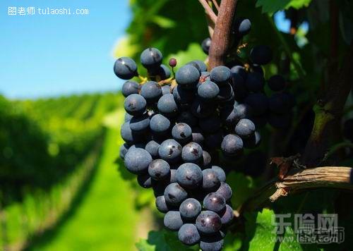 葡萄是排名第三的公认的脏水果
