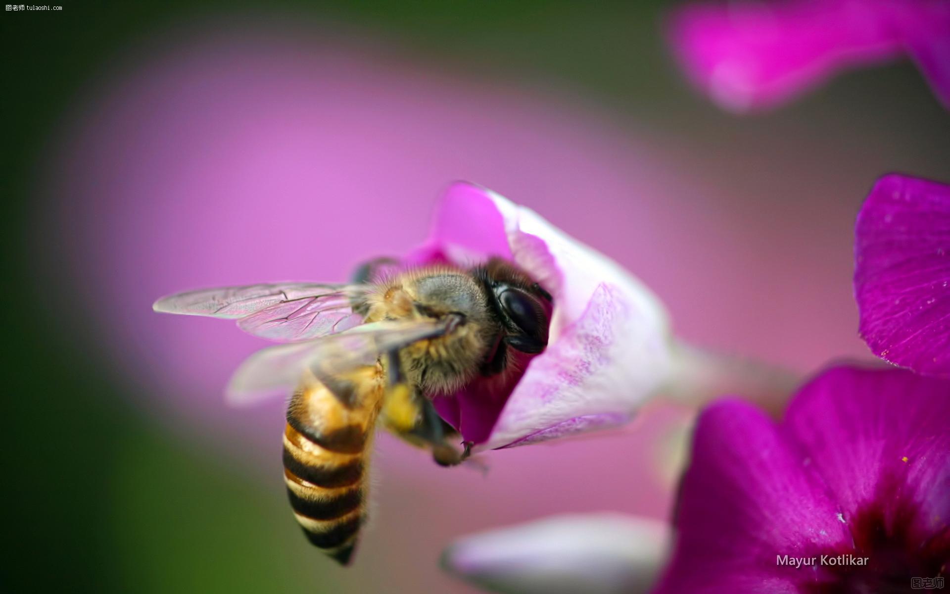 蜜蜂与花卉桌面壁纸