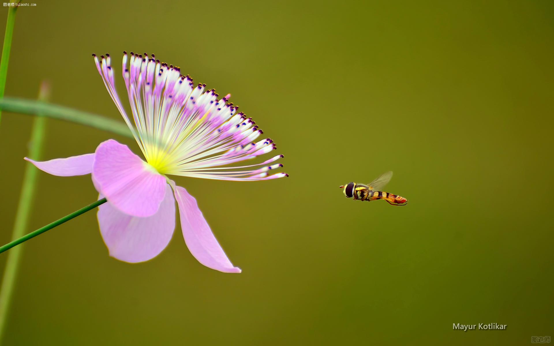 蜜蜂与花卉桌面壁纸