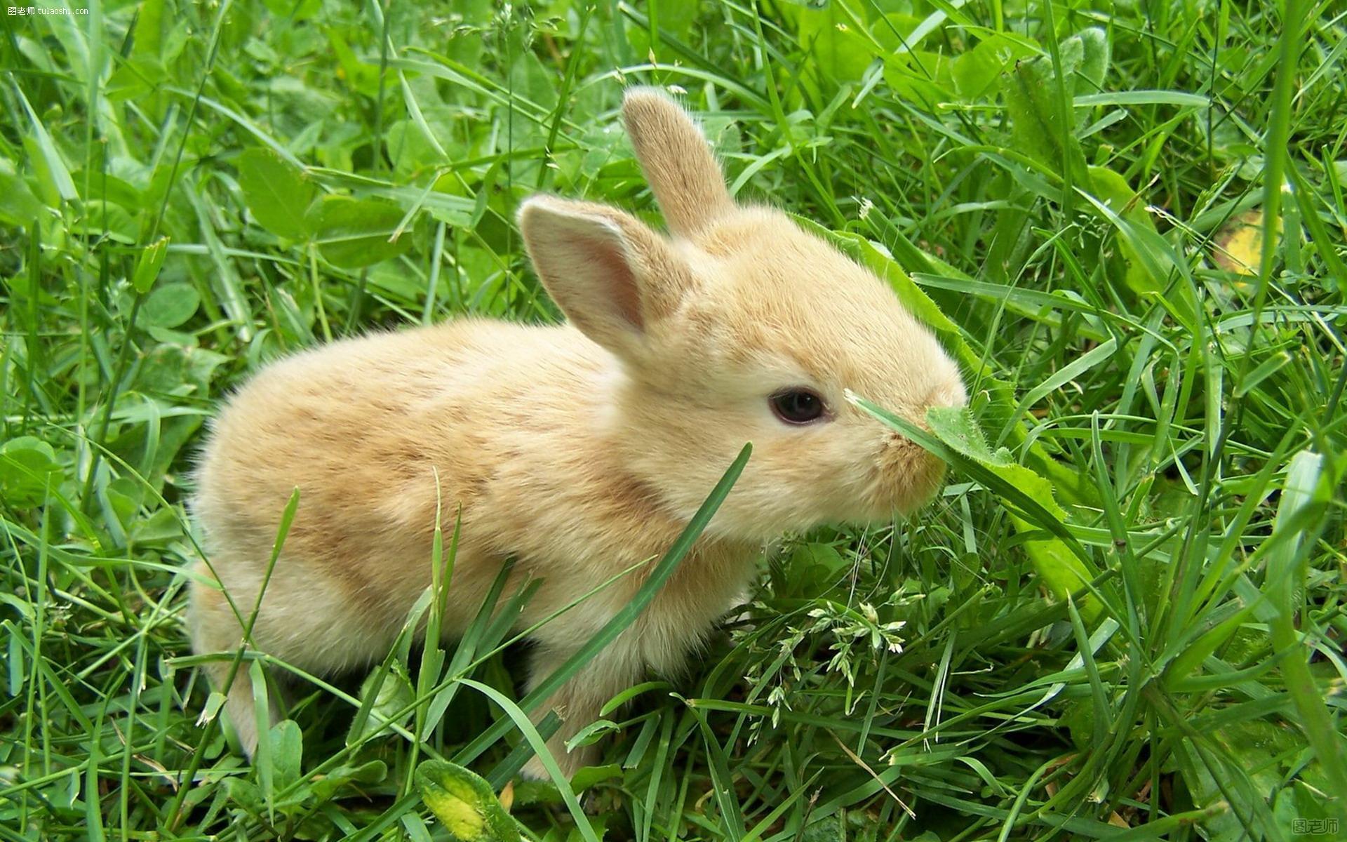 小兔子高清壁纸