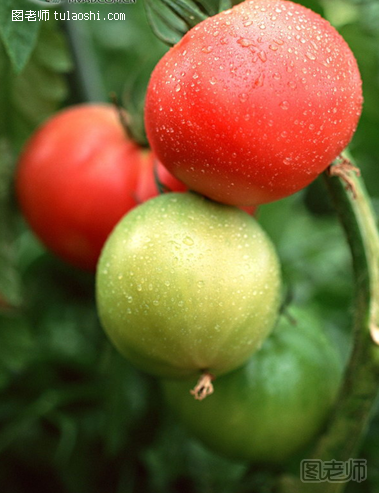 盘点所有西红柿美容方法 西红柿营养成分的功效