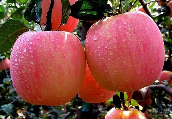 夏季生活小常识 怎样挑苹果好吃又甜