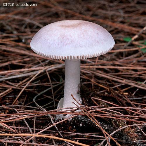 健康生活小常识 教你如何识别几种毒蘑菇的方法