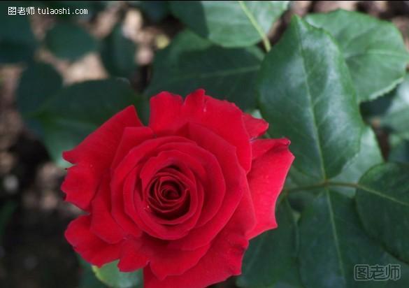 生活小窍门 月季和玫瑰的区别图片介绍
