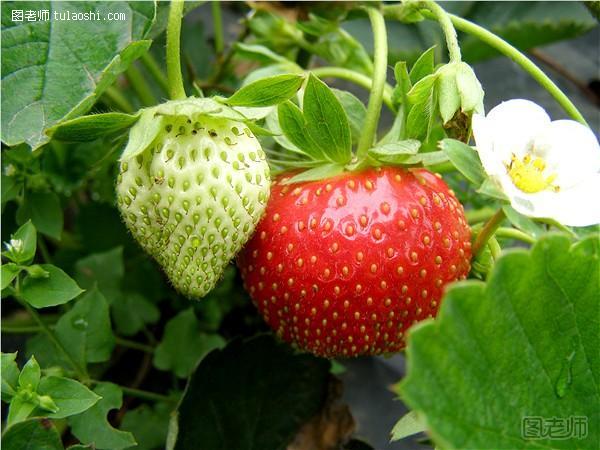 如何自制草莓补水面膜 草莓的功效与作用