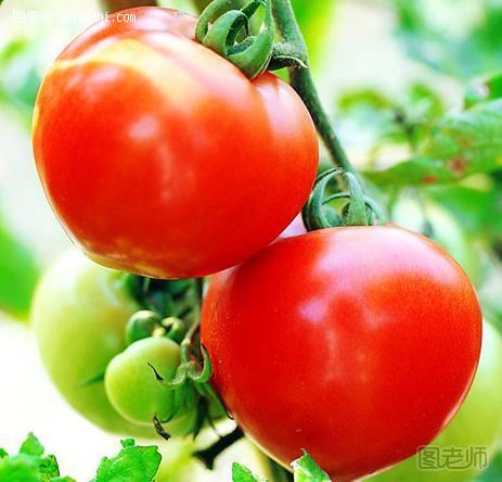 怎么减肥最有效果 番茄减肥法 