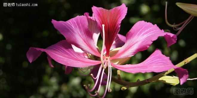 荆花的花语 象征亲情的代表植物