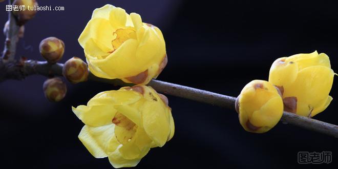 腊梅花花语是什么 百花之先独天下而春
