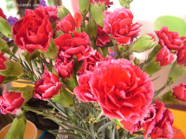 12星座之巨蟹座幸运花系列 康乃馨造就温馨和快乐的氛围