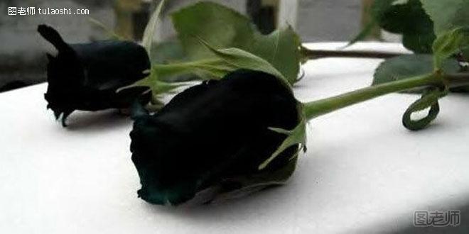 黑玫瑰的花语 你是恶魔且为我所有