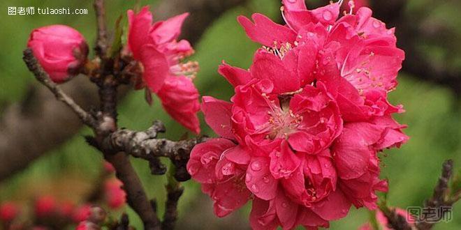 碧桃花的花语解析 桃花源里的消恨之花