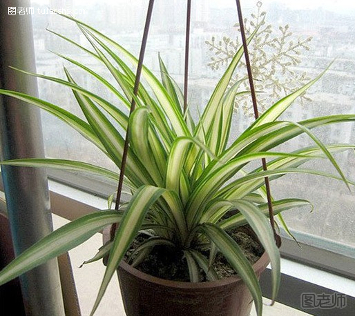 适合放在室内的植物 4种植物清洁能源吸收有害物质