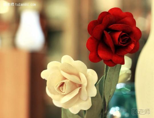 白玫瑰代表什么意思 白玫瑰花语及种植方法