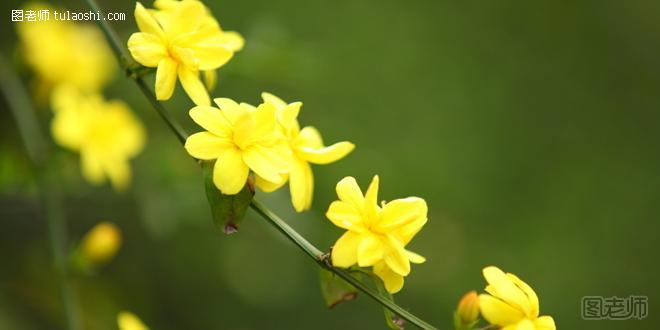 迎春花的花语是什么 为大地迎来百花齐放的春天
