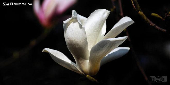 白玉兰的花语是什么 花开惊艳表露爱意