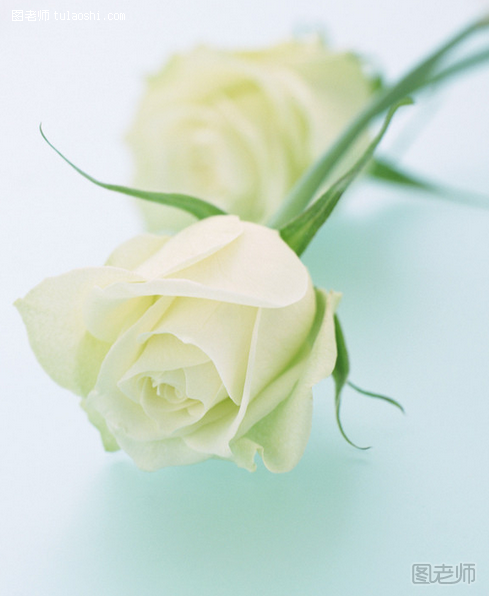 白玫瑰代表什么意义 白玫瑰的花语及养殖技巧有哪些揭秘