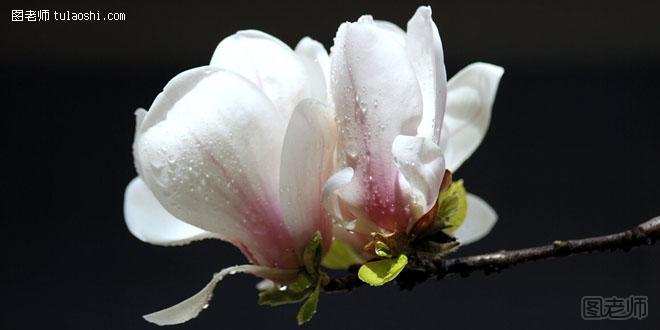 白玉兰的花语是什么 花开惊艳表露爱意