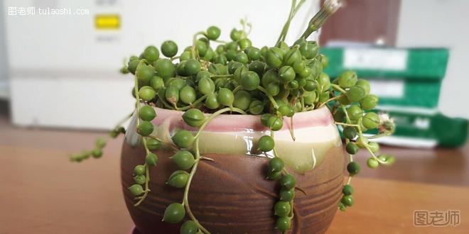 珍珠吊兰的养殖方法和注意事项 助养好珍珠吊兰