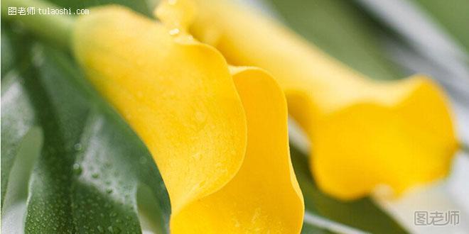 马蹄莲的花语是什么 象征纯洁代表着幸福