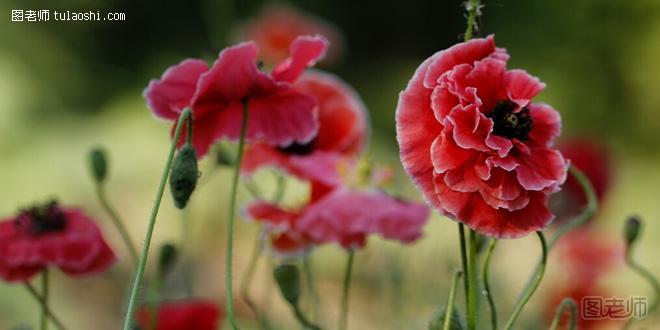 罂粟花的花语是什么 浪漫至极的死亡之恋