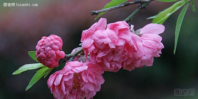 碧桃花的花语解析 桃花源里的消恨之花