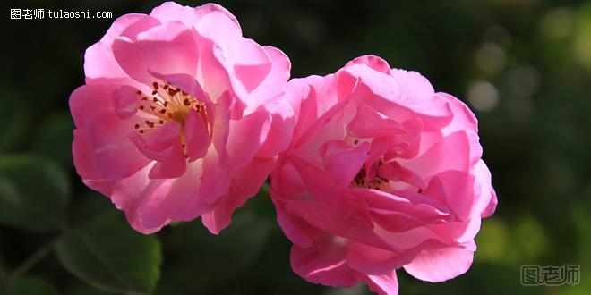 蔷薇花的花语 崇高神圣的爱情
