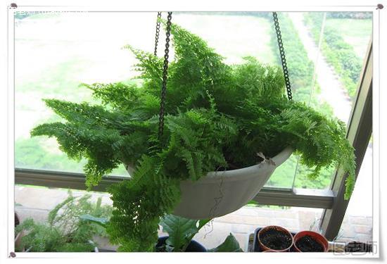 办公室植物摆放位置风水详解 教你用五行布局植物
