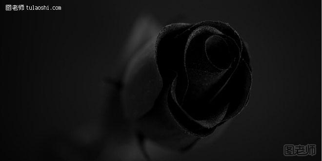 黑玫瑰的花语 你是恶魔且为我所有