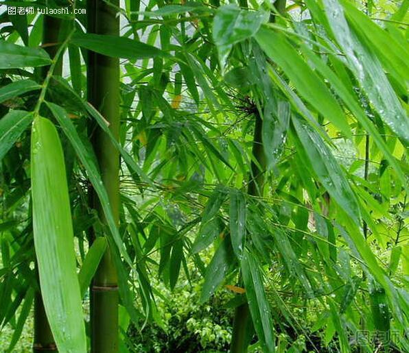 竹子的象征意义是什么 描写竹子的诗句集合