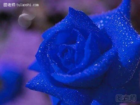 蓝玫瑰代表什么意思 蓝玫瑰怎么养殖方法介绍
