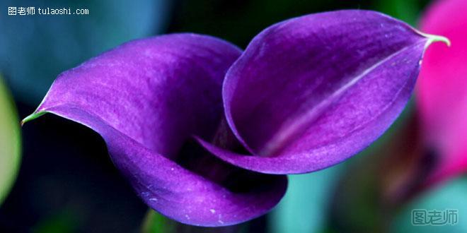 马蹄莲的花语是什么 象征纯洁代表着幸福