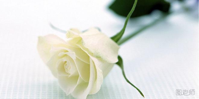 白玫瑰的花语是什么 代表着最纯洁的爱