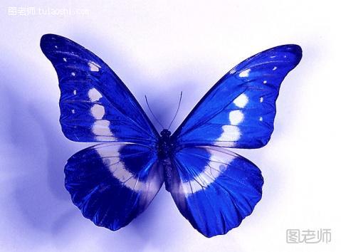 周公解梦梦见蝴蝶是什么意思 预示舒适豪华的生活