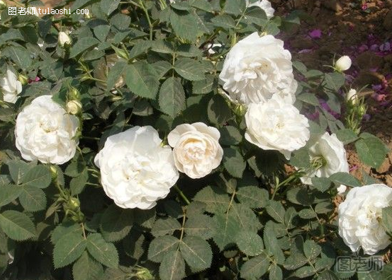 白玫瑰代表什么意义 白玫瑰的花语及养殖技巧有哪些揭秘