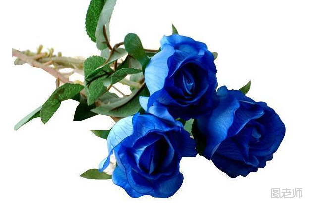 蓝玫瑰代表什么意思 蓝玫瑰怎么养殖方法介绍