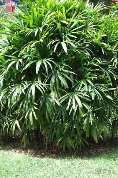 棕竹的养殖方法和注意事项 教大家养好棕竹
