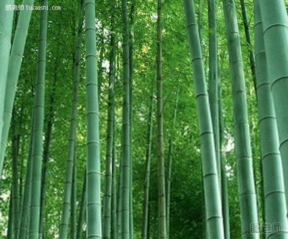 竹子的象征意义是什么 描写竹子的诗句集合