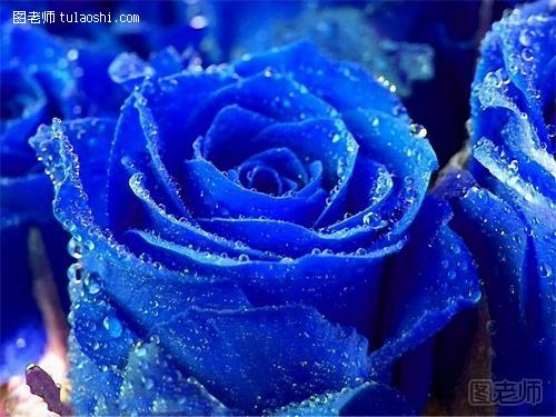 送蓝玫瑰代表什么意思 蓝玫瑰花语大全