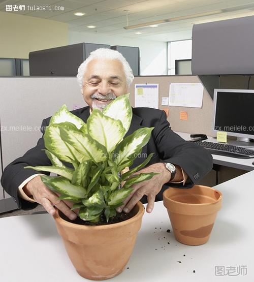 办公室风水植物注意事项 规划植物教你规划未来