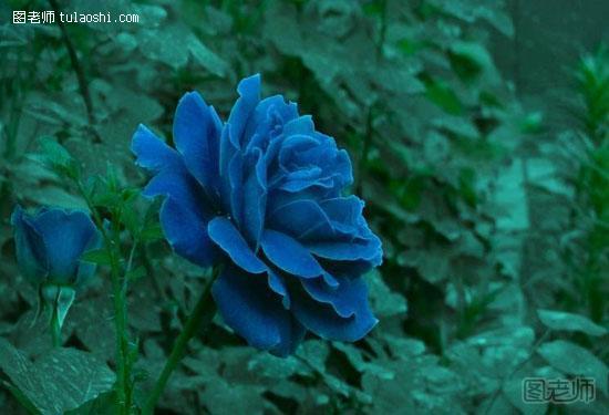蓝色妖姬代表什么 一场关于执着的爱与被爱