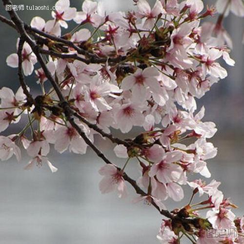 樱花的花语是什么 一生一世永不放弃