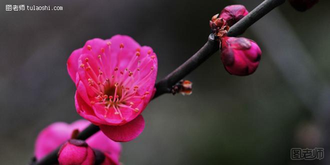 腊梅花花语是什么 百花之先独天下而春
