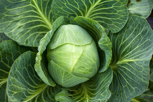 6种冬季时令减肥蔬菜 瘦身超给力
